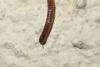 Cylindroiulus punctatus